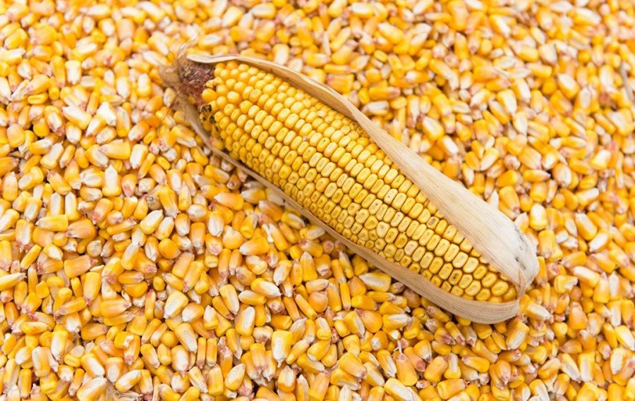 maize-importation